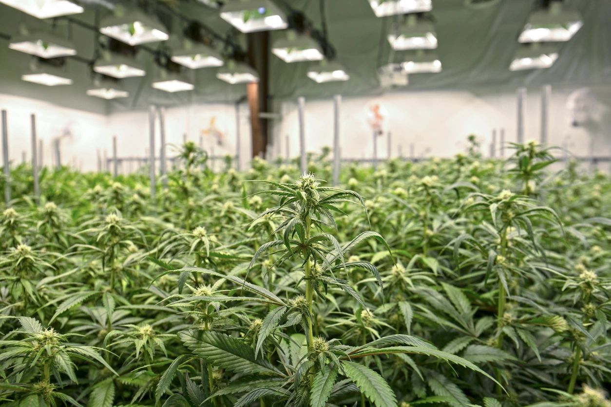 5 Best Cannabis Cultivation Companies to Work For